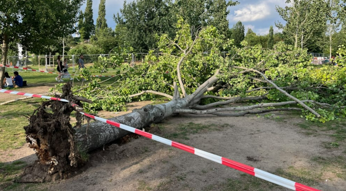 Baum stürzt in Gruppe von Menschen, Unwetterchaos immer schlimmer!